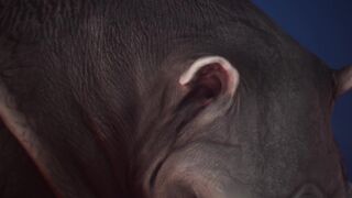 Rhino Cums Inside Twink Boy Hard (Furry Gay Sex) / Wild Life Furries - 12 image