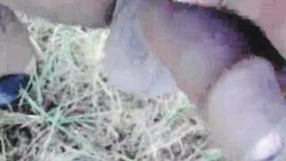 Fat boy showing dick ????