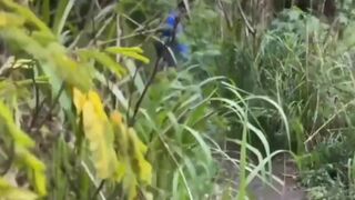 Luccas Melo & The Hunter take it in the ass like kings & queens - 2 image